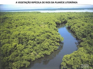 A VEGETAÇÃO RIPÍCOLA DE RIOS DA PLANÍCIE LITORÂNEA
 
