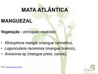 MANGUEZAL
Vegetação - principais espécies:
• Rhizophora mangle (mangue vermelho),
• Laguncularia racemosa (mangue branco),
• Avicennia sp (mangue preto, canoé),
Fonte: http://ecologia.ib.usp.br
MATA ATLÂNTICA
 