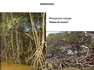 MANGUEZAL
Rhizophora mangle
“Raízes de escora”
 