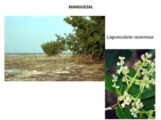 MANGUEZAL
Laguncularia racemosa
 