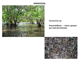 MANGUEZAL
Avicennia sp
Pneumatóforos – trocas gasosas
por meio de lenticelas
 