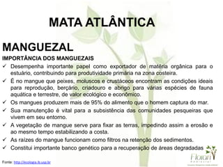 MANGUEZAL
IMPORTÂNCIA DOS MANGUEZAIS
 Desempenha importante papel como exportador de matéria orgânica para o
estuário, contribuindo para produtividade primária na zona costeira.
 É no mangue que peixes, moluscos e crustáceos encontram as condições ideais
para reprodução, berçário, criadouro e abrigo para várias espécies de fauna
aquática e terrestre, de valor ecológico e econômico.
 Os mangues produzem mais de 95% do alimento que o homem captura do mar.
 Sua manutenção é vital para a subsistência das comunidades pesqueiras que
vivem em seu entorno.
 A vegetação de mangue serve para fixar as terras, impedindo assim a erosão e
ao mesmo tempo estabilizando a costa.
 As raízes do mangue funcionam como filtros na retenção dos sedimentos.
 Constitui importante banco genético para a recuperação de áreas degradadas
Fonte: http://ecologia.ib.usp.br
MATA ATLÂNTICA
 