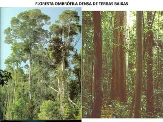 FLORESTA OMBRÓFILA DENSA DE TERRAS BAIXAS
 