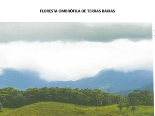 FLORESTA OMBRÓFILA DE TERRAS BAIXAS
 