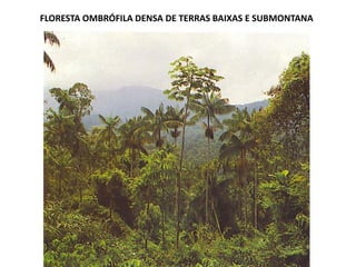 FLORESTA OMBRÓFILA DENSA DE TERRAS BAIXAS E SUBMONTANA
 