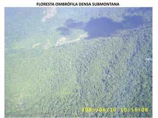 FLORESTA OMBRÓFILA DENSA SUBMONTANA
 