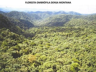 FLORESTA OMBRÓFILA DENSA MONTANA
 