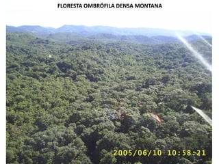 FLORESTA OMBRÓFILA DENSA MONTANA
 