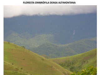 FLORESTA OMBRÓFILA DENSA ALTIMONTANA
 