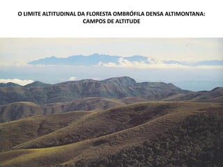 O LIMITE ALTITUDINAL DA FLORESTA OMBRÓFILA DENSA ALTIMONTANA:
CAMPOS DE ALTITUDE
 