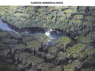 FLORESTA OMBRÓFILA MISTA
 