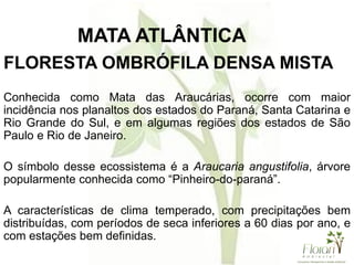 FLORESTA OMBRÓFILA DENSA MISTA
Conhecida como Mata das Araucárias, ocorre com maior
incidência nos planaltos dos estados do Paraná, Santa Catarina e
Rio Grande do Sul, e em algumas regiões dos estados de São
Paulo e Rio de Janeiro.
O símbolo desse ecossistema é a Araucaria angustifolia, árvore
popularmente conhecida como “Pinheiro-do-paraná”.
A características de clima temperado, com precipitações bem
distribuídas, com períodos de seca inferiores a 60 dias por ano, e
com estações bem definidas.
MATA ATLÂNTICA
 