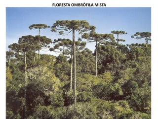 FLORESTA OMBRÓFILA MISTA
 