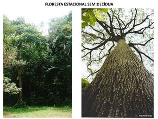 FLORESTA ESTACIONAL SEMIDECÍDUA
 