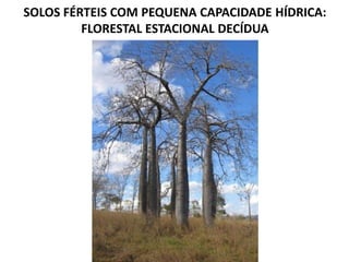 SOLOS FÉRTEIS COM PEQUENA CAPACIDADE HÍDRICA:
FLORESTAL ESTACIONAL DECÍDUA
 