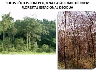 SOLOS FÉRTEIS COM PEQUENA CAPACIDADE HÍDRICA:
FLORESTAL ESTACIONAL DECÍDUA
 