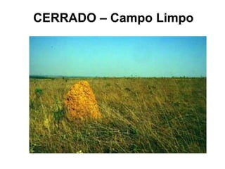 CERRADO – Campo Limpo
 