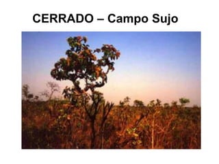 CERRADO – Campo Sujo
 