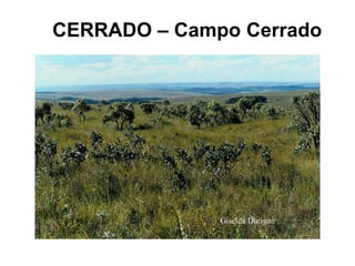 CERRADO – Campo Cerrado
 