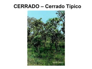 CERRADO – Cerrado Típico
 