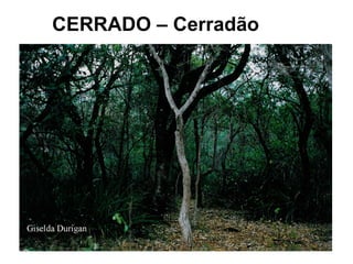CERRADO – Cerradão
 