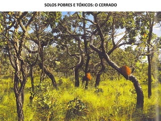 SOLOS POBRES E TÓXICOS: O CERRADO
 