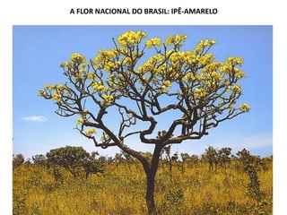 A FLOR NACIONAL DO BRASIL: IPÊ-AMARELO
 