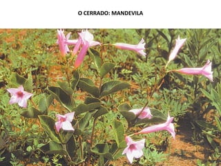O CERRADO: MANDEVILA
 