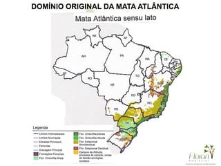 DOMÍNIO ORIGINAL DA MATA ATLÂNTICA
 