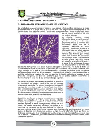 10
3. EL SISTEMA NERVIOSO EN LOS SERES VIVOS
3.1. FISIOLOGÍA DEL SISTEMA NERVIOSO EN LOS SERES VIVOS
La variedad de comportamientos en los seres vivos es casi infinita, desde el caminar de la oruga,
el apareamiento de la abeja reina, o la caza del león. Y en ninguna especie la conducta es tan
variada como en la especie humana. Todos estos comportamientos, desde un parpadeo, hasta
escribir un libro de filosofía, son fruto
del sistema nervioso.
El sistema nervioso recoge
información sobre el mundo exterior,
y también sobre el estado del propio
organismo, analiza y compara esta
información, decide cuál es la
respuesta adecuada en cada
momento y la ejecuta, almacena la
información para uso futuro, y planea
la estrategia a largo plazo. El sistema
nervioso está formado por células,
como todo el resto del organismo.
Sin embargo, existe una diferencia:
en otros órganos cada célula realiza,
en pequeño, la función del órgano, y
la suma de las actividades de todas
las células produce la actividad total
del órgano. Por ejemplo cada célula muscular es capaz de contraerse, y la suma de todas las
contracciones de todas las células es la que produce la contracción del músculo. En cambio, una
célula nerviosa por sí sola no produce pensamiento o conducta, únicamente recibe y transmite
señales eléctricas, y solo por la interconexión y coordinación de todas las neuronas se produce la
actividad del sistema nervioso. Se dice por eso que la función del sistema nervioso es una
propiedad emergente, es decir un fenómeno que no se podría predecir examinando el
funcionamiento de cada uno de sus componentes por separado.
La función del sistema nervioso se puede reducir en esencia a
la transmisión de señales, mediante la cual un estímulo
produce una respuesta. Por ejemplo, cuando vemos un pastel
apetitoso (el estímulo), los ojos envían señales al cerebro, y
este envía señales a los músculos de las manos para cogerlo
y llevárselo a la boca (la respuesta). En último extremo, todo
el comportamiento humano podría reducirse a cadenas, más o
menos complicadas de estímulos y respuestas.
Las células que forman el sistema nervioso, o neuronas, son
células especializadas en recibir y enviar señales, y tienen
múltiples prolongaciones por las que entran y salen estas
señales. Algunas de estas prolongaciones pueden ser muy
largas, por ejemplo, la neurona que envía las órdenes a los
músculos del pie están en la parte baja de la columna
vertebral, así que la prolongación que transmite esas órdenes mide aproximadamente un metro,
que es la distancia entre la columna vertebral y el pie (en una ballena las fibras que llevan las
órdenes a los músculos de la cola deben ser casi tan largas como la misma ballena, es decir, más
de 20 metros). Una neurona, por tanto, está continuamente recibiendo y enviando señales, como
una central telefónica.
 