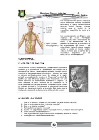 12
Los nervios craneales son 12 pares que
envían información sensorial procedente
del cuello y la cabeza hacia el sistema
nervioso central. Reciben órdenes
motoras para el control de la
musculatura esquelética del cuello y la
cabeza.
Los nervios espinales son 31 pares y se
encargan de enviar información
sensorial (tacto, dolor y temperatura) del
tronco y las extremidades, de la
posición, el estado de la musculatura y
las articulaciones del tronco y las
extremidades hacia el sistema nervioso
central y, desde el mismo, reciben
órdenes motoras para el control de la
musculatura esquelética que se
conducen por la médula espinal.
CURIOSIDADES…
EL CEREBRO DE EINSTEIN
Tras su muerte en 1955, el cerebro de Albert Einstein fue donado a
la ciencia y se conservó en el Departamento de Anatomía de la
Universidad de Kansas. La neurocientífica Marian Diamond estudió
muestras de distintas partes de este cerebro, y encontró que había
un número significativamente mayor de células en la región
parietal, comparado con los cerebros de 11 varones “normales”. Es
posible que esa diferencia pudiera estar relacionada con una
mayor capacidad de razonamiento matemático o espacial. De
todas maneras, la causa neuronal de las diferencias en la
capacidad intelectual de unas personas a otras es todavía, casi en
su totalidad, un misterio. Curiosamente, el volumen del cerebro de
Einstein era ligeramente inferior al promedio. Esto indica que la
inteligencia no depende exclusivamente del tamaño del cerebro.
APLIQUEMOS LO APRENDIDO
1. Qué es la neurona?, cuáles son sus partes?, qué es el estímulo nervioso?
2. Qué es un impulso nervioso y cómo se transmite?
3. Qué es el sistema nervioso?
4. Para qué sirve el sistema nervioso?
5. Cuáles son las partes del sistema nervioso humano?, realiza un mapa conceptual.
6. Cómo funciona el sistema nervioso?
7. Qué órgano es el encargado de captar las imágenes y llevarlas al cerebro?.
8. Investiga cómo cuidar el sistema nervioso.
 