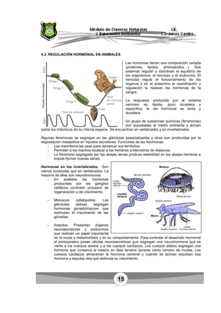 15
4.3. REGULACIÓN HORMONAL EN ANIMALES
Las hormonas tienen una composición variada
(proteínas, lípidos, aminoácidos…). Dos
sistemas regulan y coordinan el equilibrio de
los organismos: el nervioso y el endocrino. El
nervioso regula el funcionamiento de los
órganos y en el endocrino la coordinación y
regulación la realizan las hormonas de la
sangre.
La respuesta producida por el sistema
nervioso es rápida, poco duradera y
específica; la del hormonal es lenta y
duradera.
Un grupo de sustancias químicas (feromonas)
son expulsadas al medio ambiente y actúan
sobre los individuos de su misma especie. Se encuentran en vertebrados y en invertebrados.
Algunas feromonas se segregan en las glándulas especializadas y otras son producidas por la
degradación metabólica en líquidos excretores. Funciones de las feromonas:
- Los mamíferos las usan para demarcar sus territorios.
- Permiten a los machos localizar a las hembras a kilómetros de distancia.
- La feromona segregada por las abejas reinas produce esterilidad en las abejas hembras e
impide formar nuevas reinas.
Hormonas en los invertebrados. Son
menos conocidas que en vertebrados. La
mayoría de ellas son neurohormonas.
- En anélidos las hormonas
producidas por los ganglios
cefálicos controlan procesos de
regeneración y de crecimiento.
- Moluscos cefalópodos: Las
glándulas ópticas segregan
hormonas gonadotrópicas que
estimulan el crecimiento de las
gónadas.
- Insectos: Presentan órganos
neurosecretores y endocrinos
que realizan un papel importante
en la muda y metamorfosis y en su comportamiento. Para controlar el desarrollo hormonal
el protocerebro posee células neurosecretoras que segregan una neurohormona que se
vierte a los cuerpos alados y a los cuerpos cardiacos. Los cuerpos alados segregan una
hormona que conserva al insecto en fase larvaria durante cierto número de mudas. Los
cuerpos cardiacos almacenan la hormona cerebral y cuando se activan expulsan esa
hormona y expulsa otra que estimula su crecimiento.
 