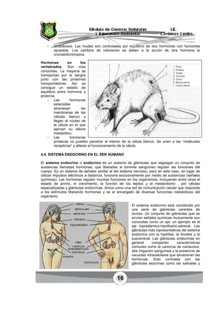 16
- Crustáceos: Las mudas son controladas por equilibrio de dos hormonas con funciones
opuestas. Los cambios de coloración se deben a la acción de otra hormona la
cromatoforotropina.
Hormonas en los
vertebrados. Son más
conocidas. La mayoría se
transportan por la sangre
junto con las proteínas
transportadoras. Así se
consigue un estado de
equilibrio entre hormona y
proteína.
- Las hormonas
esteroides
atraviesan las
membranas de las
células blanco y
llegan al núcleo de
la célula en el que
ejercen su efecto
metabólico.
- Las hormonas
proteicas no pueden penetrar al interior de la célula blanco. Se unen a las “moléculas
receptoras” y alteran el funcionamiento de la célula.
4.4. SISTEMA ENDOCRINO EN EL SER HUMANO
El sistema endocrino o endócrino es un sistema de glándulas que segregan un conjunto de
sustancias llamadas hormonas, que liberadas al torrente sanguíneo regulan las funciones del
cuerpo. Es un sistema de señales similar al del sistema nervioso, pero en este caso, en lugar de
utilizar impulsos eléctricos a distancia, funciona exclusivamente por medio de sustancias (señales
químicas). Las hormonas regulan muchas funciones en los organismos, incluyendo entre otras el
estado de ánimo, el crecimiento, la función de los tejidos y el metabolismo , por células
especializadas y glándulas endocrinas. Actúa como una red de comunicación celular que responde
a los estímulos liberando hormonas y es el encargado de diversas funciones metabólicas del
organismo.
El sistema endocrino está constituido por
una serie de glándulas carentes de
ductos. Un conjunto de glándulas que se
envían señales químicas mutuamente son
conocidas como un eje; un ejemplo es el
eje hipotalámico-hipofisario-adrenal. Las
glándulas más representativas del sistema
endocrino son la hipófisis, la tiroides y la
suprarrenal. Las glándulas endocrinas en
general comparten características
comunes como la carencia de conductos,
alta irrigación sanguínea y la presencia de
vacuolas intracelulares que almacenan las
hormonas. Esto contrasta con las
glándulas exocrinas como las salivales y
 
