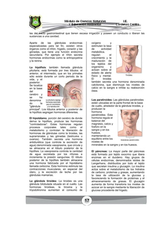 17
las del tracto gastrointestinal que tienen escasa irrigación y poseen un conducto o liberan las
sustancias a una cavidad.
Aparte de las glándulas endocrinas
especializadas para tal fin, existen otros
órganos como el riñón, hígado, corazón y las
gónadas, que tiene una función endocrina
secundaria. Por ejemplo el riñón secreta
hormonas endocrinas como la eritropoyetina
y la renina.
La hipófisis: también llamada glándula
pituitaria, está formada por tres lóbulos: el
anterior, el intermedio, que en los primates
sólo existe durante un corto periodo de la
vida, y el
posterior.
Se localiza
en la base
del
cerebro y
se ha
denomina
do la
"glándula
principal". Los lóbulos anterior y posterior de
la hipófisis segregan hormonas diferentes.
El hipotálamo, porción del cerebro de donde
deriva la hipófisis, produce las hormonas
"controladoras". Estas hormonas regulan
procesos corporales tales como el
metabolismo y controlan la liberación de
hormonas de glándulas como la tiroides, las
suprarrenales y las gónadas (testículos u
ovarios). También secreta una hormona
antidiurética (que controla la excreción de
agua) denominada vasopresina, que circula y
se almacena en el lóbulo posterior de la
hipófisis. La vasopresina controla la cantidad
de agua excretada por los riñones e
incrementa la presión sanguínea. El lóbulo
posterior de la hipófisis también almacena
una hormona fabricada por el hipotálamo
llamada oxitocina. Esta hormona estimula las
contracciones musculares, en especial del
útero, y la excreción de leche por las
glándulas mamarias.
La glándula tiroides: La tiroides es una
glándula bilobulada situada en el cuello. Las
hormonas tiroideas, la tiroxina y la
triyodotironina aumentan el consumo de
oxígeno y
estimulan la tasa
de actividad
metabólica,
regulan el
crecimiento y la
maduración de
los tejidos del
organismo y
actúan sobre el
estado de alerta
físico y mental.
El tiroides
también secreta una hormona denominada
calcitonina, que disminuye los niveles de
calcio en la sangre e inhibe su reabsorción
ósea.
Las paratiroides: Las glándulas paratiroides
están ubicadas en la parte frontal de la base
de cuello, alrededor de la glándula tiroides, y
producen la
hormona
paratiroidea. Esta
hormona regula el
balance del
magnesio, calcio y
fosforo en la
sangre y en los
huesos,
manteniendo un
equilibrio entre los
niveles de
minerales en la sangre y en los huesos.
El páncreas: La mayor parte del páncreas
está formado por tejido exocrino que libera
enzimas en el duodeno. Hay grupos de
células endocrinas, denominados islotes de
Langerhans, distribuidos por todo el tejido
que secretan insulina y glucagón. La insulina
actúa sobre el metabolismo de los hidratos
de carbono, proteínas y grasas, aumentando
la tasa de utilización de la glucosa y
favoreciendo la formación de proteínas y el
almacenamiento de grasas. El glucagón
aumenta de forma transitoria los niveles de
azúcar en la sangre mediante la liberación de
glucosa procedente del hígado.
 