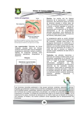Las suprarrenales:
triangular, situadas sobre los riñones,
producen hormonas tales como el estrógeno,
progesterona, esteroides, cortisol y cortisona,
además de sustancias químicas como
adrenalina (epinefrina), norepinefrina y
dopamina.
Las hormonas conocidas pertenecen a tres grupos químicos:
Aquellas que pertenecen al grupo de las
por la hipófisis anterior, paratiroides,
las hormonas de la corteza supra
suprarrenal y el tiroides
mayoría de los casos, el producto se almacena en su interior hasta que es liberado en la
Sin embargo, el tiroides
hormonas.
18
Glándulas de forma
triangular, situadas sobre los riñones,
producen hormonas tales como el estrógeno,
progesterona, esteroides, cortisol y cortisona,
además de sustancias químicas como
rina), norepinefrina y
Ovarios: Los ovarios
femeninos de la reproducción, o
femeninas. Son estructuras pares con forma
de almendra situadas a ambos lados del
útero. Los folículos ováricos producen óvulos,
o huevos, y también segregan un grupo de
hormonas denominadas estrógenos,
necesarias para el desarrollo de los órganos
reproductores y de las características
sexuales secundarias, como distribución de
la grasa, amplitud de la
las mamas y vello púbico y axilar.
La progesterona ejerce su acción principal
sobre la mucosa uterina en el mantenimiento
del embarazo. También actúa junto a los
estrógenos favoreciendo el crecimiento y la
elasticidad de la vagina. Los
elaboran una hormona llamada relaxina, que
actúa sobre los ligamentos de la
cuello del útero
durante el parto, facilitando de esta forma el
alumbramiento.
Testículos: Las gónadas masculinas o
testículos son cuerpos ovoideos pares que se
encuentran suspendidos en el escroto. Las
células de Leydig de los testículos producen
una o más hormonas masculinas,
denominadas a
importante es la testosterona, que estimula el
desarrollo de los caracteres sexuales
secundarios, influye sobre el crecimiento de
la próstata y vesículas seminales, y estimula
la actividad secretora de estas estructuras.
Los testículos también contienen células que
producen gametos masculinos o
espermatozoides.
Las hormonas conocidas pertenecen a tres grupos químicos: proteínas
Aquellas que pertenecen al grupo de las proteínas o polipéptidos incluyen las hormonas producidas
por la hipófisis anterior, paratiroides, placenta y páncreas. En el grupo de
corteza suprarrenal y las gónadas. Las aminas son producidas por la médula
tiroides. La síntesis de hormonas tiene lugar en el interior de las
mayoría de los casos, el producto se almacena en su interior hasta que es liberado en la
tiroides y los ovarios contienen zonas especiales para el almacenamiento de
ovarios son los órganos
la reproducción, o gónadas
femeninas. Son estructuras pares con forma
de almendra situadas a ambos lados del
útero. Los folículos ováricos producen óvulos,
o huevos, y también segregan un grupo de
hormonas denominadas estrógenos,
necesarias para el desarrollo de los órganos
reproductores y de las características
cundarias, como distribución de
la grasa, amplitud de la pelvis, crecimiento de
las mamas y vello púbico y axilar.
La progesterona ejerce su acción principal
uterina en el mantenimiento
del embarazo. También actúa junto a los
estrógenos favoreciendo el crecimiento y la
elasticidad de la vagina. Los ovarios también
mona llamada relaxina, que
actúa sobre los ligamentos de la pelvis y el
y provoca su relajación
, facilitando de esta forma el
Las gónadas masculinas o
son cuerpos ovoideos pares que se
encuentran suspendidos en el escroto. Las
células de Leydig de los testículos producen
una o más hormonas masculinas,
denominadas andrógenos. La más
importante es la testosterona, que estimula el
desarrollo de los caracteres sexuales
secundarios, influye sobre el crecimiento de
la próstata y vesículas seminales, y estimula
la actividad secretora de estas estructuras.
mbién contienen células que
producen gametos masculinos o
.
proteínas, esteroides y aminas.
o polipéptidos incluyen las hormonas producidas
. En el grupo de esteroides se encuentran
. Las aminas son producidas por la médula
. La síntesis de hormonas tiene lugar en el interior de las células y, en la
mayoría de los casos, el producto se almacena en su interior hasta que es liberado en la sangre.
contienen zonas especiales para el almacenamiento de
 