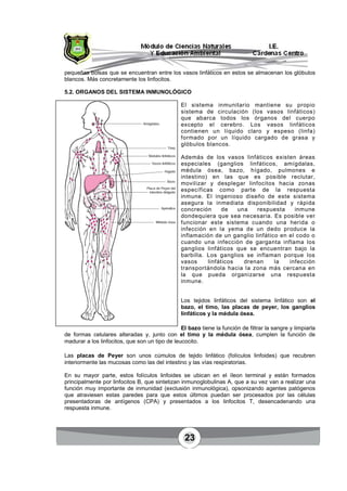 23
pequeñas bolsas que se encuentran entre los vasos linfáticos en estos se almacenan los glóbulos
blancos. Más concretamente los linfocitos.
5.2. ORGANOS DEL SISTEMA INMUNOLÓGICO
El sistema inmunitario mantiene su propio
sistema de circulación (los vasos linfáticos)
que abarca todos los órganos del cuerpo
excepto el cerebro. Los vasos linfáticos
contienen un líquido claro y espeso (linfa)
formado por un líquido cargado de grasa y
glóbulos blancos.
Además de los vasos linfáticos existen áreas
especiales (ganglios linfáticos, amígdalas,
médula ósea, bazo, hígado, pulmones e
intestino) en las que es posible reclutar,
movilizar y desplegar linfocitos hacia zonas
específicas como parte de la respuesta
inmune. El ingenioso diseño de este sistema
asegura la inmediata disponibilidad y rápida
concreción de una respuesta inmune
dondequiera que sea necesaria. Es posible ver
funcionar este sistema cuando una herida o
infección en la yema de un dedo produce la
inflamación de un ganglio linfático en el codo o
cuando una infección de garganta inflama los
ganglios linfáticos que se encuentran bajo la
barbilla. Los ganglios se inflaman porque los
vasos linfáticos drenan la infección
transportándola hacia la zona más cercana en
la que pueda organizarse una respuesta
inmune.
Los tejidos linfáticos del sistema linfático son el
bazo, el timo, las placas de peyer, los ganglios
linfáticos y la médula ósea.
El bazo tiene la función de filtrar la sangre y limpiarla
de formas celulares alteradas y, junto con el timo y la médula ósea, cumplen la función de
madurar a los linfocitos, que son un tipo de leucocito.
Las placas de Peyer son unos cúmulos de tejido linfático (folículos linfoides) que recubren
interiormente las mucosas como las del intestino y las vías respiratorias.
En su mayor parte, estos folículos linfoides se ubican en el íleon terminal y están formados
principalmente por linfocitos B, que sintetizan inmunoglobulinas A, que a su vez van a realizar una
función muy importante de inmunidad (exclusión inmunológica), opsonizando agentes patógenos
que atraviesen estas paredes para que estos últimos puedan ser procesados por las células
presentadoras de antígenos (CPA) y presentados a los linfocitos T, desencadenando una
respuesta inmune.
 