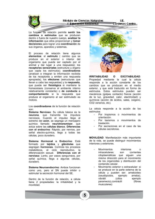 5
La función de relación permite sentir los
cambios o estímulos que se producen
dentro o fuera de nuestro cuerpo, analizar la
información que ellos proporcionan y tomar
decisiones para lograr una coordinación de
sus órganos, aparatos y sistemas.
El proceso de relación tiene algunos
elementos: el estímulo ( cambio que se
produce en el exterior o interior del
organismo que pueda ser captado por el
animal y dar lugar a una respuesta); los
receptores sensoriales (estructura u órgano
que capta los estímulos); coordinadores
(analizan e integran la información recibida
de los receptores y emiten una respuesta
apropiada); los efectores (estructuras que
llevan a cabo las respuestas) y la respuesta,
que puede ser fisiológica si mantiene la
homeostasis (conserva el ambiente interno
relativamente constante) o de conducta o
comportamiento si la respuesta que
produce el organismo al ser estimulado es
motora.
Los coordinadores de la función de relación
son:
Sistema Nervioso: Su célula básica es la
neurona, que transmite los impulsos
nerviosos. Cuando el impulso llega al
extremo del axón, se segrega un mensajero
químico llamado neurotransmisor, que
actúa sobre las células blanco. Diferencias
con el endocrino: Rápido, por nervios, por
señal electro-química, llega a todas las
células, poco duradero.
Sistema Hormonal o Endocrino: Está
formado por tejidos y glándulas que
segregan hormonas. Controla los procesos
metabólicos, el ciclo reproductivo, la
diferenciación sexual. Diferencias con el
nervioso: Lento, por vasos sanguíneos, por
señal química, llega a algunas células,
duradero.
Sistema Neuroendocrino: Ambos funcionan
como uno, pero el SN puede inhibir o
estimular la secreción hormonal del SE.
Dentro de la función de relación, a célula
tiene 2 propiedades: la irritabilidad y la
movilidad.
IRRITABILIDAD O EXCITABILIDAD:
Propiedad mediante la cual la célula
responde a la acción constante de los
cambios que se producen en el medio
exterior, y que está traducido en forma de
estímulos. Estos estímulos pueden ser
mecánicos (golpes contacto) físicos (acción
de la luz, gravedad, calor, electricidad) y
químicos (acción de ácidos, sales, oxigeno,
CO2 venenos, etc).
La célula responde a la acción de los
estímulos:
- Por tropismos o movimientos de
orientación.
- Por taxismos o movimientos de
traslación.
- Por secreciones en el caso de las
células secretoras.
MOVILIDAD: Manifestación más importante
de la vida, se puede distinguir movimientos
interiores y exteriores.
- Movimientos interiores o
intracelulares: son corrientes
citoplasmáticas que siguen una
misma dirección para el movimiento
de los organoides y distribución del
contenido celular.
- Movimiento exterior o extracelular: si
se produce en la parte externa de la
célula y pueden ser: ameboideo
(seudópodos, ejemplo ameba),
vibrátil (cilios ejemplo
paramecio),contráctil (fibras
musculares)
 