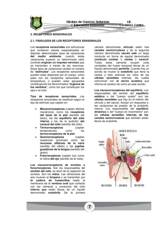 7
2. RECEPTORES SENSORIALES
2.1. FISIOLOGÍA DE LOS RECEPTORES SENSORIALES
Los receptores sensoriales son estructuras
que contienen células especializadas en
detectar determinados tipos de variaciones
del medio ambiente, cuando estas
variaciones superan un determinado valor
(umbral) originan un impulso nervioso que
se transmiten a través de las neuronas.
Estos tipos de variaciones reciben el nombre
de "estímulos". Los receptores sensoriales
pueden estar dispersos por el cuerpo, como
pasa con los receptores sensoriales de
temperatura, o pueden estar agrupados
constituyendo los denominados "órganos de
los sentidos", como los que constituyen los
ojos o el oído.
Tipo de receptores sensoriales. Los
receptores sensoriales se clasifican según el
tipo de estímulo que captan en:
• Mecanorreceptores (captan efectos
mecánicos), como los receptores
del tacto de la piel (sentido del
tacto), los del equilibrio del oído
interno y los de la audición del
caracol del oído (sentido del oído).
• Termorreceptores (captan
temperaturas) como los
termorreceptores de la piel.
• Quimiorreceptores (captan
sustancias químicas) como las
mucosas olfativas de la nariz
(sentido del olfato) y las papilas
gustativas de la lengua (sentido del
gusto).
• Fotorreceptores (captan luz) como
la retina del ojo (sentido de la vista).
Los mecanorreceptores de sonidos o
fonorreceptores. Son los responsables del
sentido del oído, es decir de la captación de
sonidos. Son los oídos. Las vibraciones del
aire mueven el tímpano y se transmiten por
la cadena de huesecillos hasta la
membrana de la ventana oval que contacto
con las cámaras y conductos del oído
interno que están llenas de un líquido
denominado endolinfa. De la primera
cámara denominada utrículo salen tres
canales semicirculares y de la segunda
cámara denominada sáculo sale un largo
conducto en forma de espiral denominado
conducto coclear o cóclea o caracol.
Todas estas cámaras ocupan unas
cavidades del hueso temporal llenas de un
líquido denominado perilinfa. Cuando hay un
sonido se mueve la endolinfa que llena la
cóclea y esto estimula los cilios de las
células sensibles internas, las cuales
comunican con el nervio acústico que
informa al cerebro de como es este sonido.
Los mecanorreceptores del equilibrio. Los
responsables del sentido del equilibrio
estático o del "cuerpo quieto" son las
células sensibles que hay en el interior del
utrículo y del sáculo. Actúan en respuesta a
las variaciones de presión de la endolinfa
interna. Los responsables del equilibrio
dinámico o del "cuerpo en movimiento" son
las células sensibles internas de los
canales semicirculares que también están
llenos de endolinfa.
 