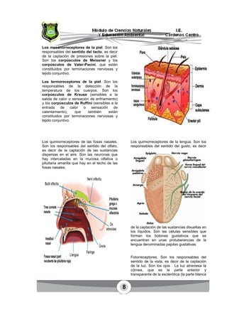 8
Los mecanorreceptores de la piel. Son los
responsables del sentido del tacto, es decir
de la captación de presiones sobre la piel.
Son los corpúsculos de Meissner y los
corpúsculos de Vater-Pacini, que están
constituidos por terminaciones nerviosas y
tejido conjuntivo.
Los termoreceptores de la piel. Son los
responsables de la detección de la
temperatura de los cuerpos. Son los
corpúsculos de Krause (sensibles a la
salida de calor o sensación de enfriamiento)
y los corpúsculos de Ruffini (sensibles a la
entrada de calor o sensación de
calentamiento), que también están
constituidos por terminaciones nerviosas y
tejido conjuntivo.
Los quimiorreceptores de las fosas nasales.
Son los responsables del sentido del olfato,
es decir de la captación de las sustancias
dispersas en el aire. Son las neuronas que
hay intercaladas en la mucosa olfativa o
pituitaria amarilla que hay en el techo de las
fosas nasales.
Los quimiorreceptores de la lengua. Son los
responsables del sentido del gusto, es decir
de la captación de las sustancias disueltas en
los líquidos. Son las células sensibles que
forman los botones gustativos que se
encuentran en unas protuberancias de la
lengua denominadas papilas gustativas.
Fotorreceptores. Son los responsables del
sentido de la vista, es decir de la captación
de la luz. Son los ojos . La luz atraviesa la
córnea, que es la parte anterior y
transparente de la esclerótica (la parte blanca
 