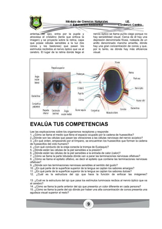 9
anterior del ojo), entra por la pupila y
atraviesa el cristalino (lente que enfoca la
imagen) y se proyecta sobre la retina, capa
que posee células sensibles a la luz (los
conos y los bastones) que pasan los
estímulos recibidos al nervio óptico que va al
cerebro. El lugar de la retina donde llega el
nervio óptico se llama punto ciego porque no
hay sensibilidad visual. Cerca de él hay una
depresión denominada fóvea, rodeada de un
anillo denominado mancha amarilla, dónde
hay una gran concentración de conos y que,
por lo tanto, es dónde hay más eficiencia
visual.
EVALÚA TUS COMPETENCIAS
Lee las explicaciones sobre los organismos receptores y responde:
1. ¿Cómo se llama el medio que llena el espacio ocupado por la cadena de huesecillos?
2.¿Dónde son las células que pasan las vibraciones a las células nerviosas del nervio acústico?
3. ¿En qué orden, empezando por el tímpano, se encuentran los huesecillos que forman la cadena
de huesecillos del oído humano?
4. ¿Con qué conducto de la oreja conecta la trompa de Eustaquio?
5. ¿Dónde están las células de la piel sensibles a la presión?
6. ¿Dónde están las células de la piel sensibles a la entrada de calor (calor)?
7. ¿Cómo se llama la parte lobulada dónde van a parar las terminaciones nerviosas olfativas?
8. ¿Cómo se llama el epitelio olfativo, es decir el epitelio que contiene las terminaciones nerviosas
olfativas?
9. ¿Dónde son las terminaciones nerviosas sensibles al sentido del gusto?
10. ¿En qué parte de la superficie superior de la lengua se captan los sabores amargos?
11. ¿En qué parte de la superficie superior de la lengua se captan los sabores dulces?
12. ¿Cuál es la estructura del ojo que hace la función de enfocar las imágenes?
13. ¿Cuál es la estructura del ojo que pasa los estímulos luminosos recibos al nervio óptico que va
al cerebro?
14. ¿Cómo se llama la parte anterior del ojo que presenta un color diferente en cada persona?
15. ¿Cómo se llama la parte del ojo dónde por haber una alta concentración de conos presenta una
agudeza visual superior al resto?
 