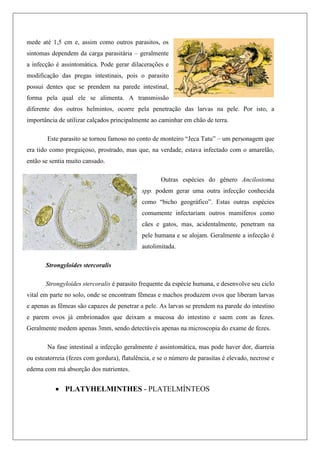mede até 1,5 cm e, assim como outros parasitos, os
sintomas dependem da carga parasitária – geralmente
a infecção é assintomática. Pode gerar dilacerações e
modificação das pregas intestinais, pois o parasito
possui dentes que se prendem na parede intestinal,
forma pela qual ele se alimenta. A transmissão
diferente dos outros helmintos, ocorre pela penetração das larvas na pele. Por isto, a
importância de utilizar calçados principalmente ao caminhar em chão de terra.
Este parasito se tornou famoso no conto de monteiro “Jeca Tatu” – um personagem que
era tido como preguiçoso, prostrado, mas que, na verdade, estava infectado com o amarelão,
então se sentia muito cansado.
Outras espécies do gênero Ancilostoma
spp. podem gerar uma outra infecção conhecida
como “bicho geográfico”. Estas outras espécies
comumente infectariam outros mamíferos como
cães e gatos, mas, acidentalmente, penetram na
pele humana e se alojam. Geralmente a infecção é
autolimitada.
Strongyloides stercoralis
Strongyloides stercoralis é parasito frequente da espécie humana, e desenvolve seu ciclo
vital em parte no solo, onde se encontram fêmeas e machos produzem ovos que liberam larvas
e apenas as fêmeas são capazes de penetrar a pele. As larvas se prendem na parede do intestino
e parem ovos já embrionados que deixam a mucosa do intestino e saem com as fezes.
Geralmente medem apenas 3mm, sendo detectáveis apenas na microscopia do exame de fezes.
Na fase intestinal a infecção geralmente é assintomática, mas pode haver dor, diarreia
ou esteatorreia (fezes com gordura), flatulência, e se o número de parasitas é elevado, necrose e
edema com má absorção dos nutrientes.
 PLATYHELMINTHES - PLATELMÍNTEOS
 