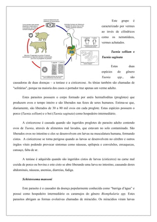 Este grupo é
caracterizado por vermes
ao invés de cilíndricos
como os nematódeos,
vermes achatados.
Taenia sollium e
Taenia saginata
Estas duas
espécies do gênero
Taenia spp., são
causadoras de duas doenças – a teníase e a cisticercose. As tênias também são chamadas de
"solitárias", porque na maioria dos casos o portador traz apenas um verme adulto.
Estes parasitos possuem o corpo formado por anéis hermafroditas (proglotes) que
produzem ovos o tempo inteiro e são liberados nas fezes de seres humanos. Estima-se que,
diariamente, são liberados de 30 a 80 mil ovos em cada proglote. Estas espécies possuem o
porco (Taenia sollium) e o boi (Taenia saginata) como hospedeiro intermediário.
A cisticercose é causada quando são ingeridos proglotes do parasito adulto contendo
ovos de Taenia, através de alimentos mal lavados, que estavam no solo contaminado. São
liberados ovos no intestino e eles se desenvolvem em larvas na musculatura humana, formando
cistos. A cisticercose se torna perigosa quando as larvas se desenvolvem no cérebro e outros
órgãos vitais podendo provocar sintomas como náuseas, epilepsia e convulsões, enxaquecas,
cansaço, falta de ar.
A teníase é adquirida quando são ingeridos cistos de larvas (cisticerco) na carne mal
cozida de porco ou bovina e este cisto se abre liberando uma larva no intestino, causando dores
abdominais, náuseas, anemias, diarreias, fadiga.
Schistossoma mansoni
Este parasito é o causador da doença popularmente conhecida como “barriga d‟água” e
possui como hospedeiro intermediário os caramujos do gênero Biomphalaria spp. Estes
parasitos abrigam as formas evolutivas chamadas de miracídio. Os miracídios viram larvas
 