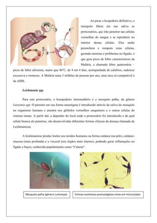 Ao picar o hospedeiro definitivo, o
mosquito libera em sua saliva os
protozoários, que irão penetrar nas células
vermelhas do sangue e se reproduzir no
interior destas células. Eles então
preenchem e rompem estas células,
gerando anemias e problemas no fígado, o
que gera picos de febre característicos da
Malária, a chamada febre quaternária –
picos de febre altíssima, maior que 40°C, de 4 em 4 dias, acompanhada de calafrios, sudorese
excessiva e tremores. A Malária mata 3 milhões de pessoas por ano, uma taxa só comparável à
da AIDS.
Leishmania spp.
Para este protozoário, o hoespedeiro intermediário é o mosquito palha, do gênero
Lutzomia spp. O parasito em sua forma amastigota é introduzido através da saliva do mosquito
no organismo humano e penetra nos glóbulos vermelhos sanguíneos e o outras células do
sistema imune. A partir daí, a depender do local onde o protozoário foi introduzido e de qual
célula branca ele penetrou, são desenvolvidas diferentes formas clínicas da doença chamada de
Leishmaniose.
A leishmaniose produz lesões nos tecidos humanos na forma cutânea (na pele), cutâneo-
mucosa (mais profunda) e a visceral (nos órgãos mais internos, podendo gerar inflamações no
fígado e baço), conhecida popularmente como “Calazar”.
Mosquito-palha (gênero Lutzomya) Formas evolutivas promastigotas vistas em microscópio
 
