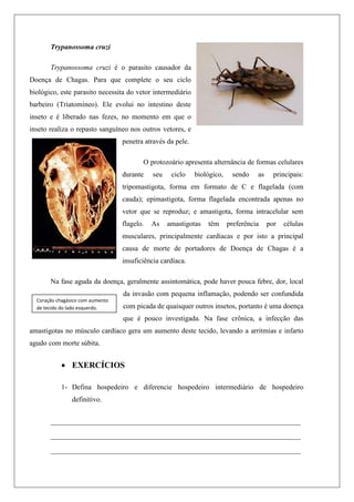 Trypanossoma cruzi
Trypanossoma cruzi é o parasito causador da
Doença de Chagas. Para que complete o seu ciclo
biológico, este parasito necessita do vetor intermediário
barbeiro (Triatomíneo). Ele evolui no intestino deste
inseto e é liberado nas fezes, no momento em que o
inseto realiza o repasto sanguíneo nos outros vetores, e
penetra através da pele.
O protozoário apresenta alternância de formas celulares
durante seu ciclo biológico, sendo as principais:
tripomastigota, forma em formato de C e flagelada (com
cauda); epimastigota, forma flagelada encontrada apenas no
vetor que se reproduz; e amastigota, forma intracelular sem
flagelo. As amastigotas têm preferência por células
musculares, principalmente cardíacas e por isto a principal
causa de morte de portadores de Doença de Chagas é a
insuficiência cardíaca.
Na fase aguda da doença, geralmente assintomática, pode haver pouca febre, dor, local
da invasão com pequena inflamação, podendo ser confundida
com picada de quaisquer outros insetos, portanto é uma doença
que é pouco investigada. Na fase crônica, a infecção das
amastigotas no músculo cardíaco gera um aumento deste tecido, levando a arritmias e infarto
agudo com morte súbita.
 EXERCÍCIOS
1- Defina hospedeiro e diferencie hospedeiro intermediário de hospedeiro
definitivo.
____________________________________________________________
____________________________________________________________
____________________________________________________________
Coração chagásico com aumento
de tecido do lado esquerdo.
 