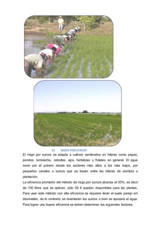 b) RIEGO PORSURCOS
El riego por surcos se adapta a cultivos sembrados en hileras como papas,
porotos, remolacha, cebollas, ajos, hortalizas y frutales en general. El agua
corre por el potrero desde los sectores más altos a los más bajos, por
pequeños canales o surcos que se trazan entre las hileras de siembra o
plantación.
La eficiencia promedio del método de riego por surcos alcanza al 50%, es decir
de 100 litros que se aplican, sólo 50 lt quedan disponibles para las plantas.
Para usar este método con alta eficiencia se requiere tener el suelo parejo sin
desniveles, de lo contrario se reventarán los surcos o bien se apozará el agua.
Para lograr una buena eficiencia se deben determinar los siguientes factores:
 