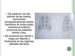 Se exploran con las palmas de las manos, recorreindo comparativamente ambos hemitórax de arriba abajo mientras el enfermo pronuncia las palabras treinta y tres. Se comienza por detrás y luego por delante y finalmente en las regiones laterales del tórax