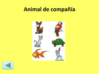 Animal de compañía
 