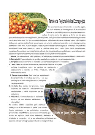 TendenciaRegionaldelosEconegogios
• Paiche en jaulas, Imiría, Ucayali
En la Amazonía específicamente en nuestra región,
el IIAP (Instituto de Investigación de la Amazonía
Peruana) ha identificado negocios rentables tales como:
cultivo de camu-camu, del pijuayo y de la uña de gato,
piscultura de especies nativas (gamitana, sábalo, paiche, paco) productos maderables no forestales y maderas
certificadas entre otros. Por otro lado hay un incipiente iniciativa en la cría del caracol y majaz, zoo-criaderos
de lagartos, sajinos, reptiles, loros, guacamayos, eco-turismo, productos maderables no forestales y maderas
certificadas entre otros. Nuestra tregión posee un potencial de biocomercio ya que contamos con productos
importantes para BIOCOMERCIO: como la Castaña,Sacha inchi, camu camu, peces ornamentales,
mariposas, Por otro lado, aun no se ha internalizado el enfoque de cadenas productivas ni cadena de valor, por
eso tenemos problemas en los procesos clave de la linea de producción tales como:
1. Paiche: Escasez alevinos, valor agregado y tecnología de conservación, paquete tecnológico y económico
2. Sacha Inchi: Poca producción de semillas, sanidad y promoción de mercados y asociativida.
3.Mariposas:Desconocimiento de mercados y existencia de regulaciones burocráticas
4. Camu camu: producción no sostenida ,mala calidad sanitaria de la pulpa,
logística insuficiente entre los centros de producción y
procesamiento y cosecha de frutos inmaduros, falta de
estándares de calidad
5. Peces ornamentales: Bajo nivel de asociatividad,
desconocimiento de muchas especies, y de sus
hábitos y de un buen manejo en captura,transporte
y almacenamiento
6. Castaña: Baja calidad del producto, malas
prácticas de cosecha, almacenamiento,
transformación y débil orgnización de los
productores
7. Orquídeas: Comercialización no sostenible
producto de una actividad extractivista e
informalidad
No existen créditos accesibles para promover
bionegocios en la amazonia a pesar que existen
fondos orientados a las actividades productivas
provenientes del CANON, las exoneraciones tributarias que
actúan en algunos casos como incentivos perversos al
privilegiar el comercio y no a las actividades productivas con
especias nativas, valor agregado e inclusión social o productiva.
 