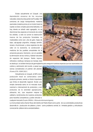 Existe actualmente en Ucayali, una
depredación excesiva de los recursos
naturales, todos los días parten de Pucallpa 100
camiones de carga transportando maderas
aserradas (materia prima y/o en bruto) hacia la
capital, es decir, empleo para otras latitudes, no
hay interés en añadir valor agregado, no se
discriminan las especies al momento de cortar
los arboles, a esto se suman la destrucción
masiva de los productos forestales no
maderables como son: uña de gato, hojas de
bijau, ojé,aguaje ungurahui, shapaja, tamishi,
renaco, chuchuhuasi, y otras especies de alto
valor en la economía, la construcción y
medicina de los pueblos ancestrales de la
amazonia peruana. Asimismo, van en paralelo
la eliminación de los nichos y hábitat naturales
de especies del bosque. Nadie repone,
reforesta o restituye, tampoco se maneja, todo
se destruye, no existen bancos de germoplasma para asegurar nuestras especies que son apreciadas con
codicia y admiración del mundo, a pesar que
somos considerados el pulmón del planeta
(Fuente: ETR – PDRC 2021)
Actualmente en Ucayali, el 80% de la
producción local se comercializa como
producto primario, siendo un factor importante
que limita el desarrollo regional. Existe una
amplia demanda tanto en el mercado local,
nacional e internacional de productos y sub
productos de la actividad agropecuaria,
artesanía, etc., que requieren mejorar la
calidad y rendimientos de nuestros productos
para hacerlos competitivos y poder articular a
cualquier mercado (Fuente: DRSAU – Oficina de InformaciónAgraria)
La Comunidad nativa Santa Rosa del distrito de Padre Abad como parte de sus actividades productivas
desarrolla la producción de plátano y tiene como problema central, la limitada gestión y articulación
comercial de plátano de la variedad bellaco.
 
