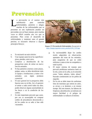 11
3.2. Prevención de las Enfermedades
a prevención es el camino más
satisfactorio para controlar
enfermedades, parásitos y plagas;
muchas de las enfermedades que se
presentan en una explotación pueden ser
prevenidas con un buen manejo, pero muchas
veces es difícil curarlas una vez que se
presentan. Para evitar el desarrollo de
enfermedades y mantener sano al ganado
porcino, es necesario observar a algunos
principios básicos:
Imagen 15. Prevención de Enfermedades. Recuperado de
https://images.engormix.com/s_articles/4194_7,252.jpg
a. Es necesario un aseo estricto.
b. Usar equipos para lavar las superficies:
pisos, paredes, entre otros.
c. Limpieza y desinfección de las
porquerizas antes de entrar un nuevo
lote de animales.
d. Si hay parásitos externos como piojos,
pulgas, sarna, se debe desinfectar todo
el equipo e instalaciones y tratar a los
animales con algún producto
comercial.
e. El aseo general de la porqueriza debe
hacerse una vez al día. Así, el operario
al entrar a cada corral todos los días,
podrá observar alguna anormalidad en
las heces o en la condición de los
cerdos.
f. Es más importante prevenir que curar,
por eso es aconsejable no comprar
cerdos de procedencia desconocida y
de los cuales no se sabe si han sido
vacunados.
g. Es recomendable dejar los cerdos
recién adquiridos en observación,
apartados del resto de los animales,
para asegurarse de que no están
enfermos y para evitar un compañero a
toda la piara.
h. El mejor sistema de manejo para
prevenir problemas sanitarios tanto en
la cría, como en la ceba, es el conocido
como “todos adentro, todos afuera”
buscado comúnmente en los pollos de
engorde.
i. En la cría se debe tratar de conformar
lotes de marranas que entren en calor,
se sirvan y se desteten a un mismo
tiempo. De esta manera, las labores de
limpieza y desinfección, se realizan con
mayor facilidad y el peligro de
enfermedades se reducen al mínimo.
L
 